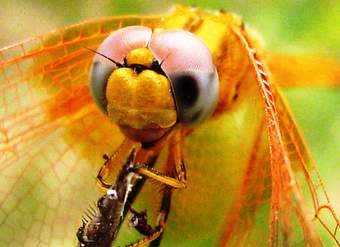 Cabeza de libélula  1 Cabeza de libélula  1