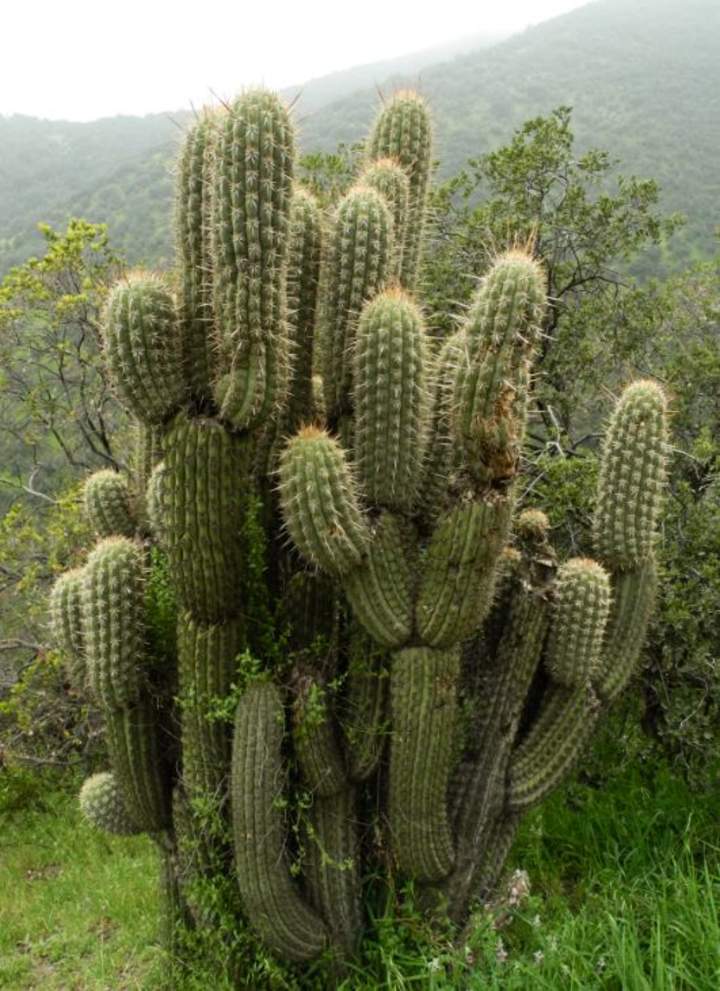 Cactus Cactus
