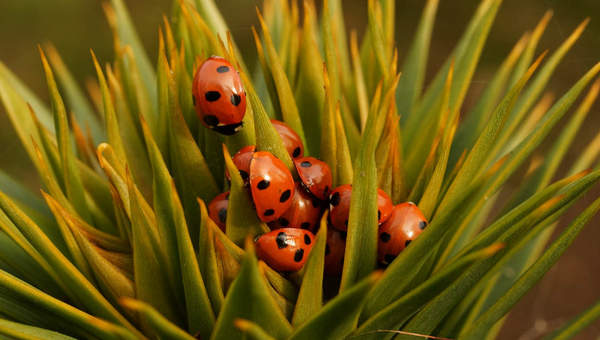 Chinitas 1 Chinitas 1