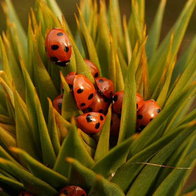 Chinitas 1 Chinitas 1