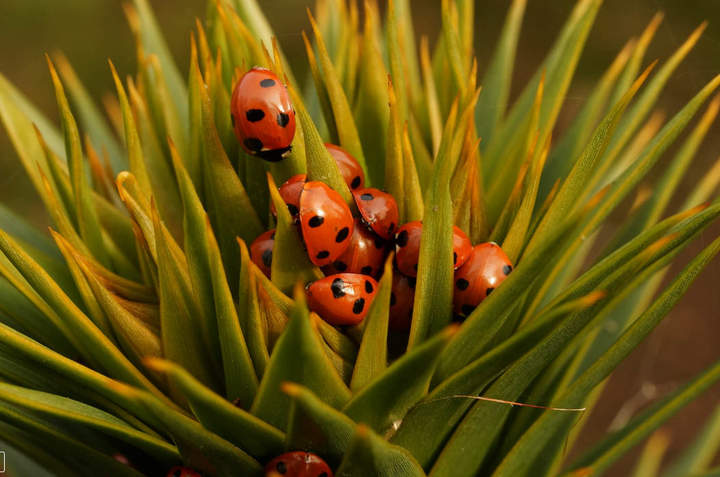 Chinitas 1 Chinitas 1