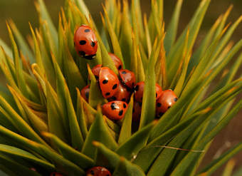 Chinitas 1 Chinitas 1