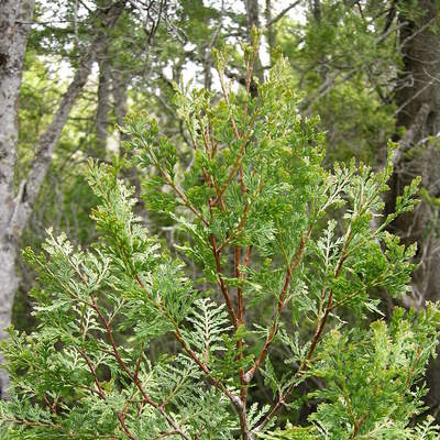 Ciprés de cordillera Ciprés de cordillera