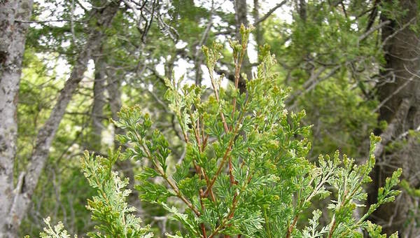 Ciprés de cordillera Ciprés de cordillera