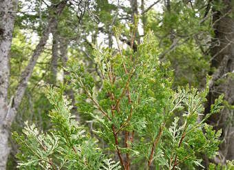 Ciprés de cordillera Ciprés de cordillera