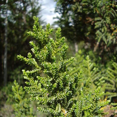 Ciprés de las guaitecas Ciprés de las guaitecas