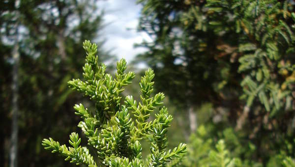 Ciprés de las guaitecas Ciprés de las guaitecas