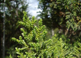 Ciprés de las guaitecas Ciprés de las guaitecas