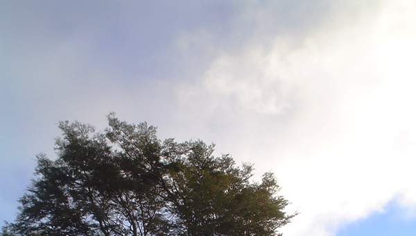 Coihue de Chiloé Coihue de Chiloé