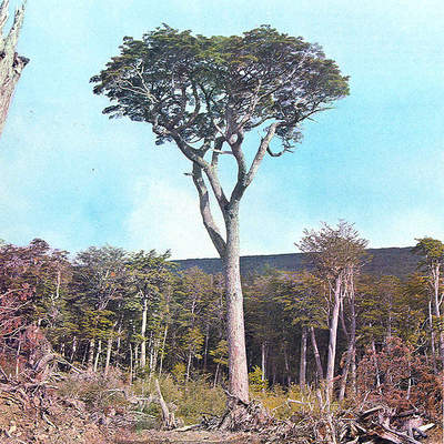 Coihue de Magallanes Coihue de Magallanes