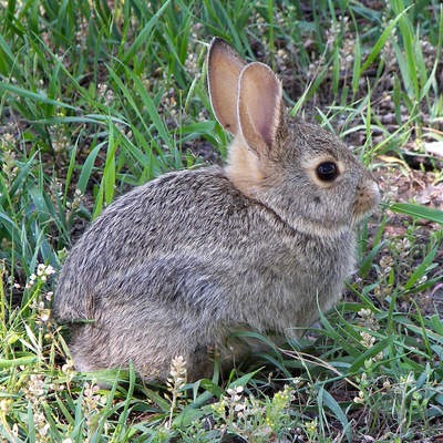 Conejo Conejo