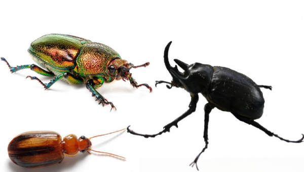 Escarabajos Escarabajos