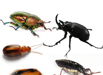 Escarabajos Escarabajos