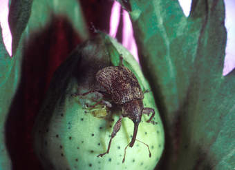 Escarabajo del algodón Escarabajo del algodón