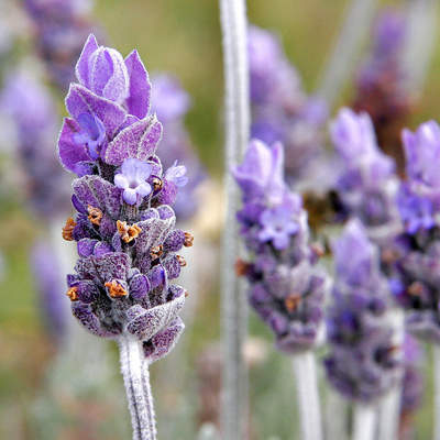 Flor lavanda Flor lavanda