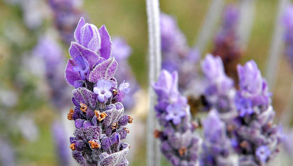 Flor lavanda Flor lavanda
