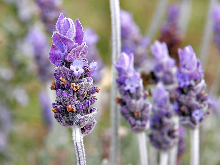 Flor lavanda Flor lavanda