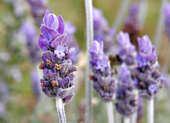 Flor lavanda Flor lavanda