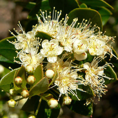 Fotografía de flor de meli Fotografía de flor de meli