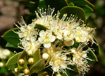 Fotografía de flor de meli Fotografía de flor de meli