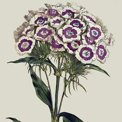 Flores de la Curtis Botanical Magazine Flores de la Curtis Botanical Magazine