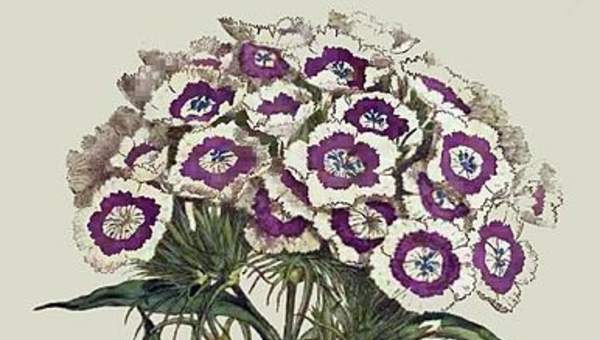 Flores de la Curtis Botanical Magazine Flores de la Curtis Botanical Magazine