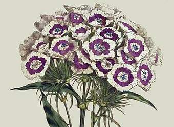 Flores de la Curtis Botanical Magazine Flores de la Curtis Botanical Magazine