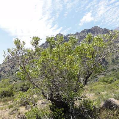 Frangel u Olivillo Frangel u Olivillo