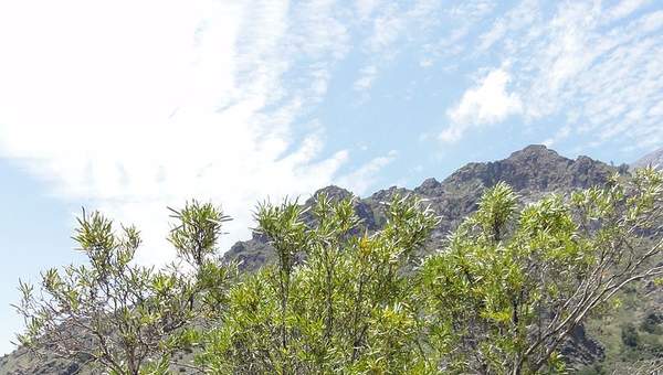 Frangel u Olivillo Frangel u Olivillo