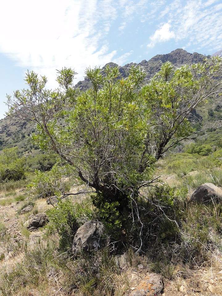 Frangel u Olivillo Frangel u Olivillo