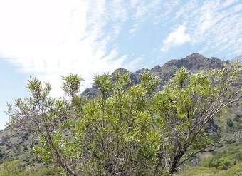 Frangel u Olivillo Frangel u Olivillo