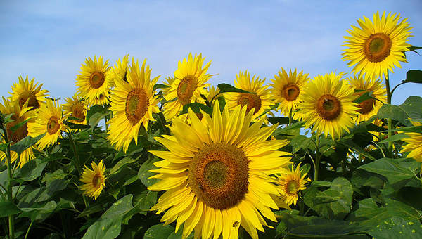Girasoles Girasoles