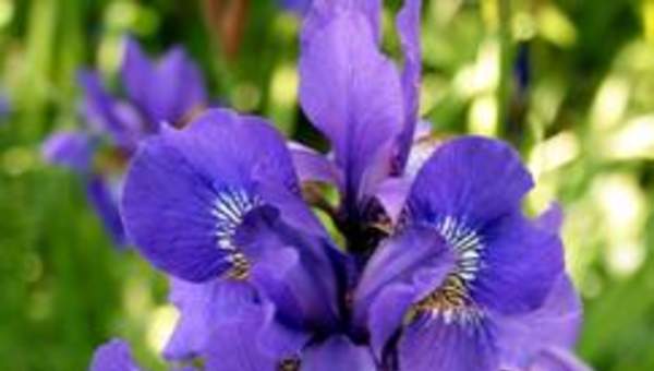 Iris Iris