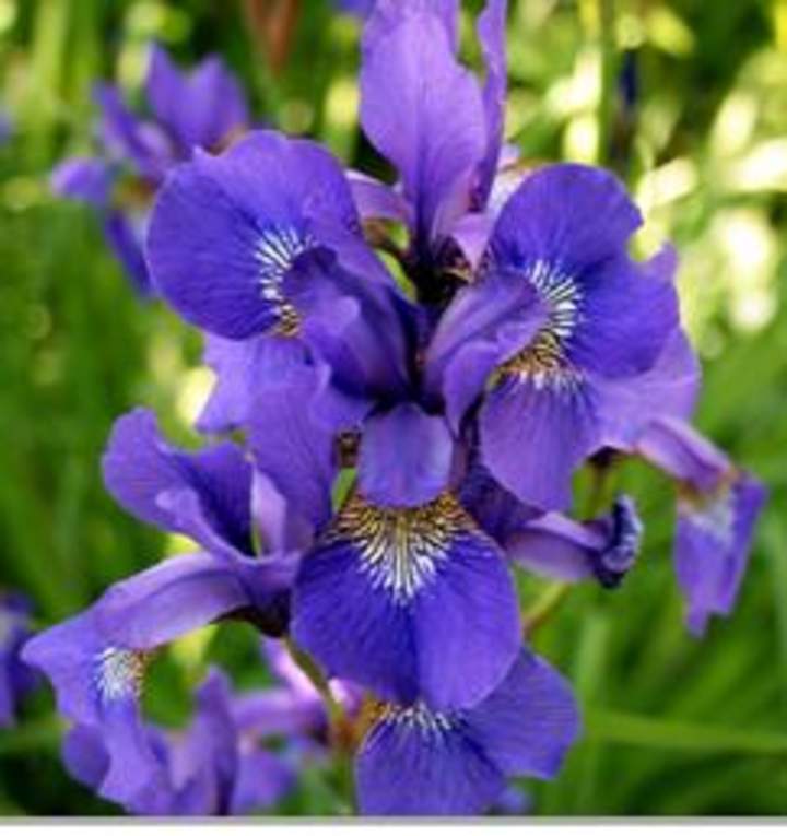 Iris Iris