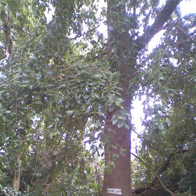 Laurel chileno Laurel chileno