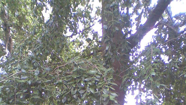 Laurel chileno Laurel chileno