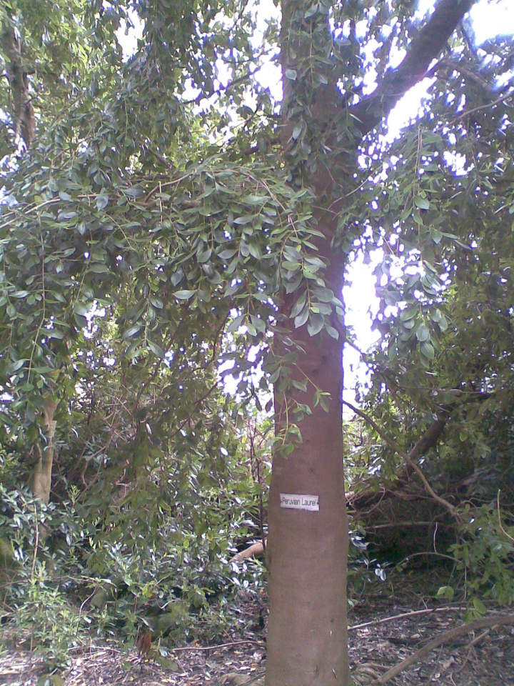 Laurel chileno Laurel chileno