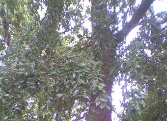 Laurel chileno Laurel chileno