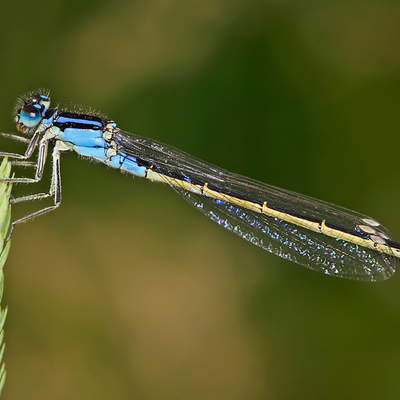 Libélula  1 Libélula  1