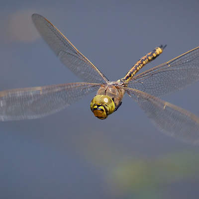 Libélula 2 Libélula 2
