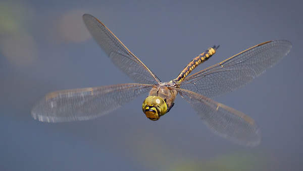 Libélula 2 Libélula 2