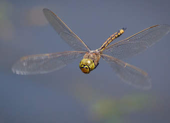 Libélula 2 Libélula 2