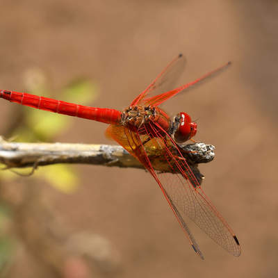 Libélula 3 Libélula 3