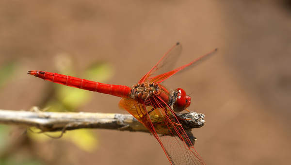 Libélula 3 Libélula 3