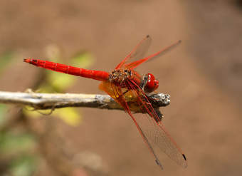 Libélula 3 Libélula 3