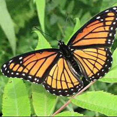 Mariposa 2 Mariposa 2