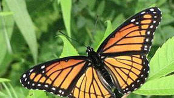 Mariposa 2 Mariposa 2