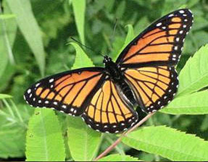 Mariposa 2 Mariposa 2