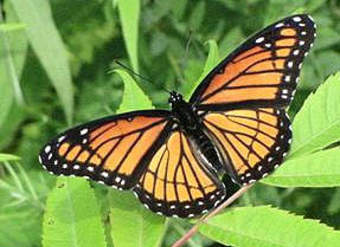 Mariposa 2 Mariposa 2