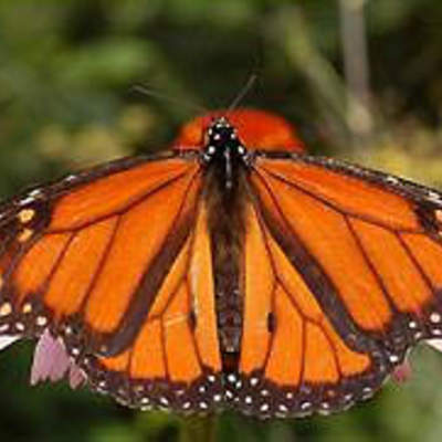 Mariposa 3 Mariposa 3